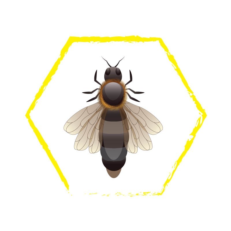 Ape regina feconda buckfast