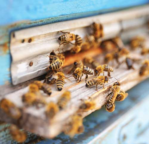 api operaie e api regine