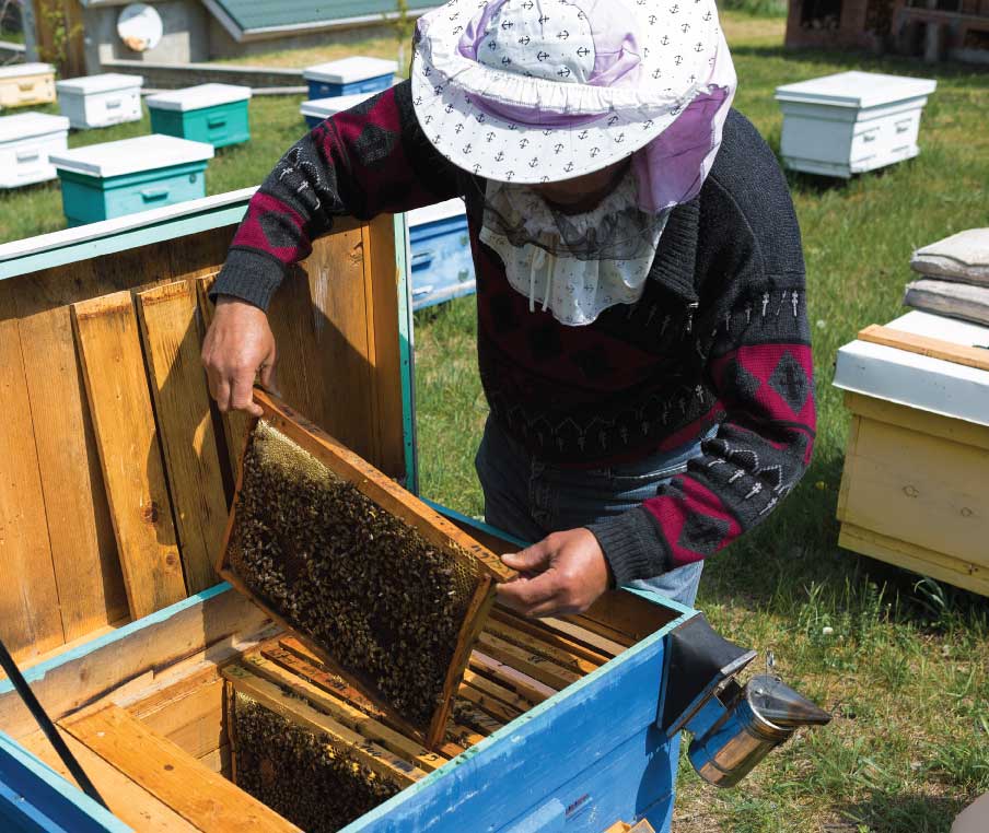 diventare apicoltore