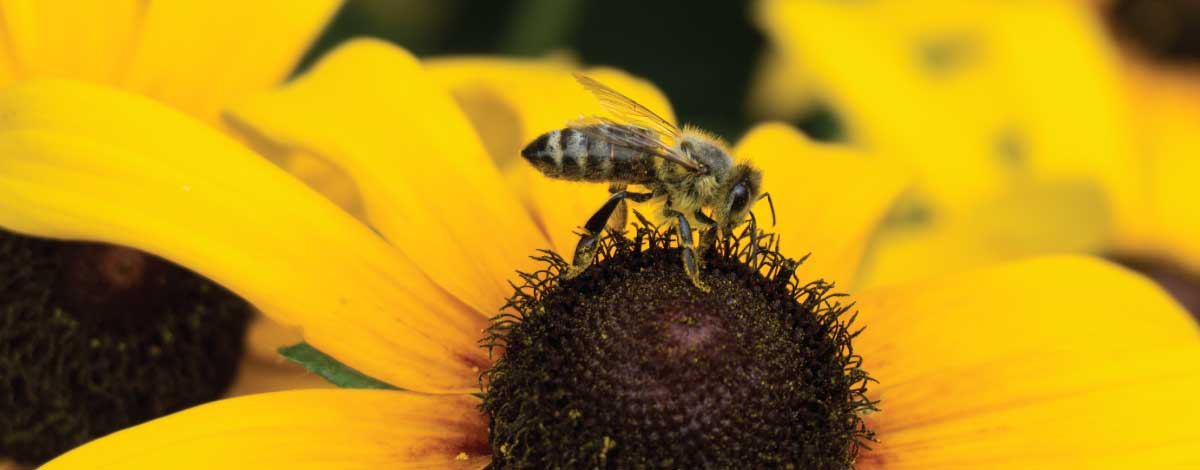 journée mondiale des abeilles 2022