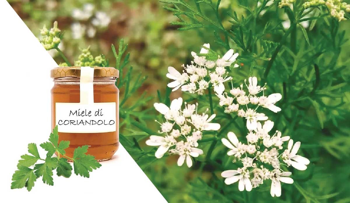 Coriander honey: properties, composition and uses