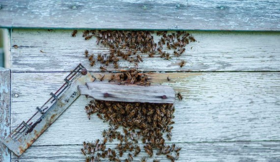 Come scegliere le api per il proprio allevamento