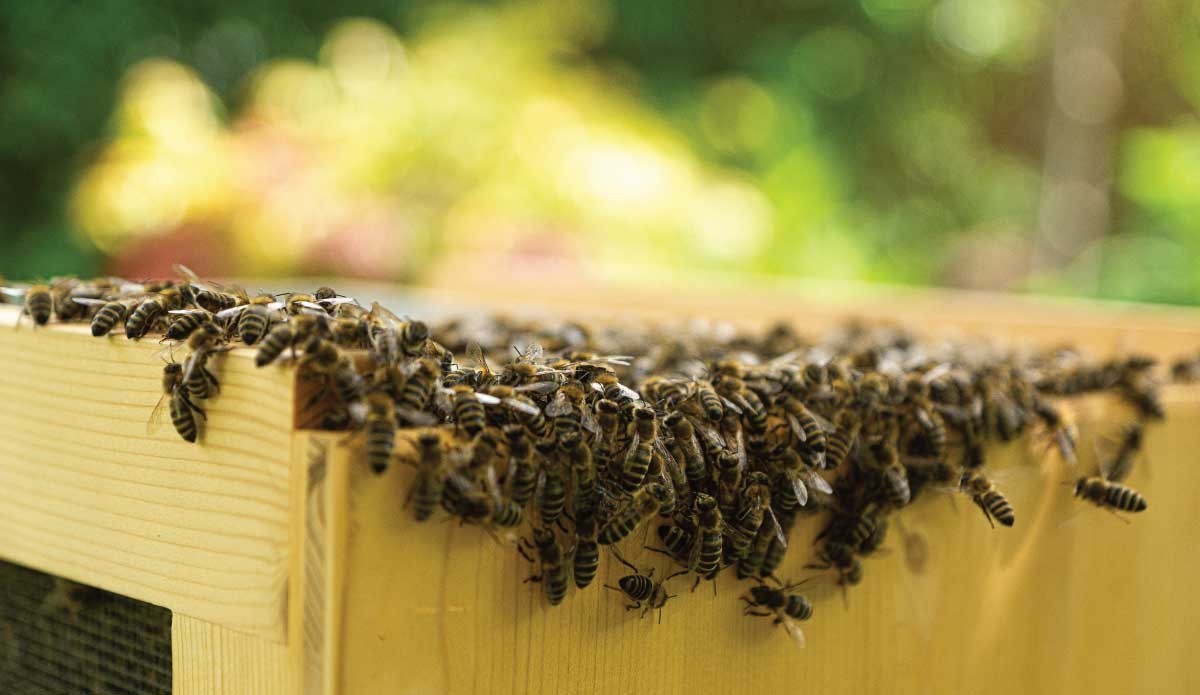 3 Levels of Bee Hierarchy: Drone Bee, Worker Bee, and Queen Bee