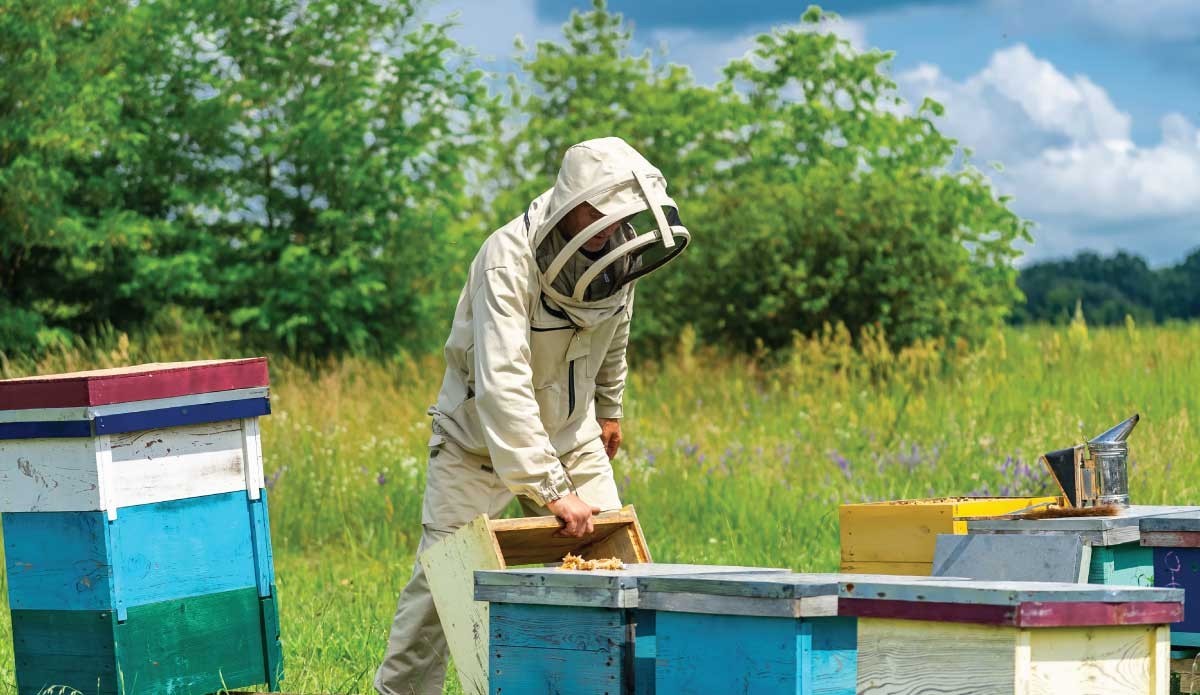 Quel modèle de ruche choisir pour débuter en apiculture ?