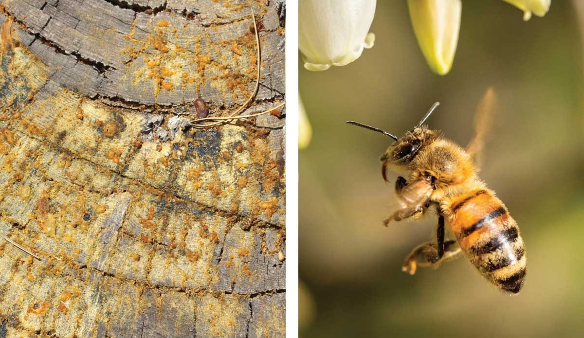 Pourquoi les abeilles récoltent-elles de la résine? Comment l'utilisent-ils?