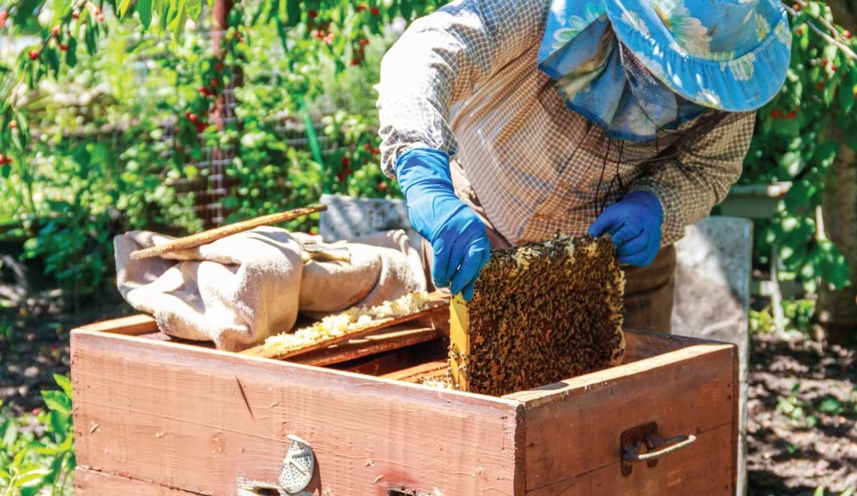 Selezione delle colonie dopo la raccolta del miele