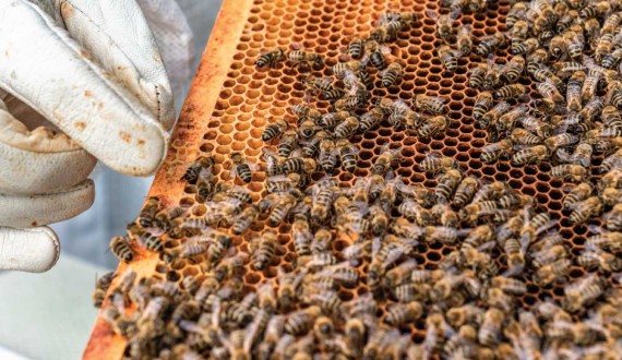 Caractéristiques des reines d'abeilles: comment les reconnaître?
