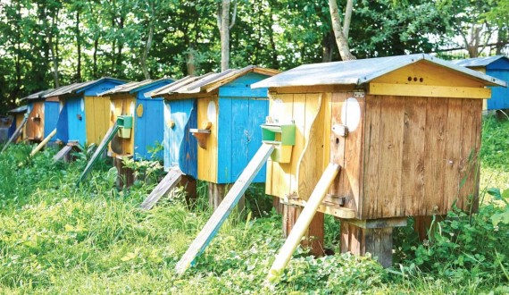 Sedentary beekeeping: how to choose the right place