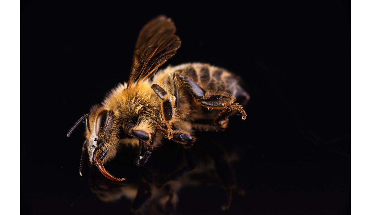 Treatments to protect bees