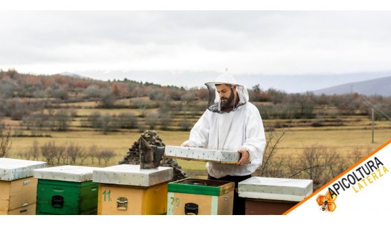 Beekeeping in Italy: the right time to start and how to choose bees