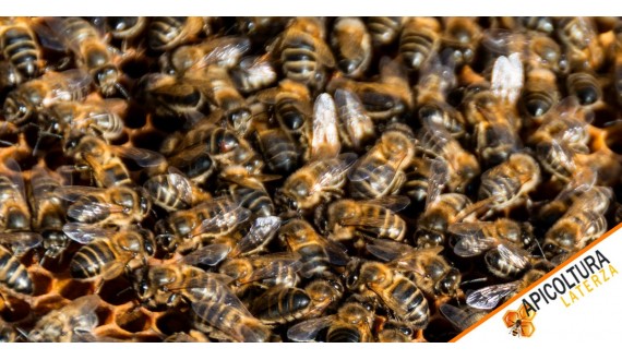 Apicoltura Laterza: your trusted supplier for high quality queen bees, cores and packages of bees