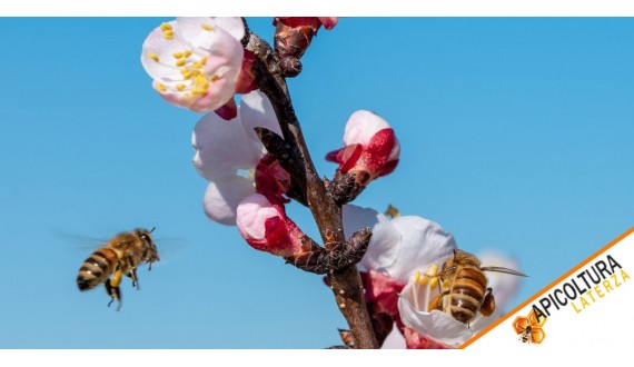Les saisons des abeilles : Cycle, soin et points clés pour une apiculture réussie
