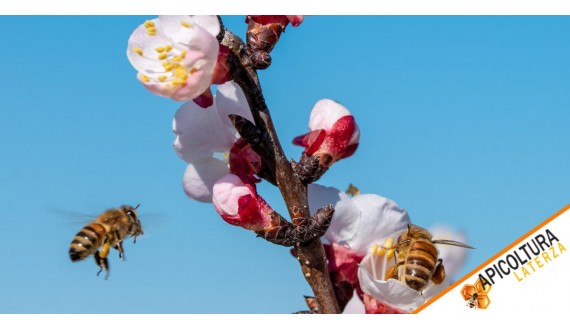 The Seasons of Bees: Cycle, Care, and Key Points for Successful Beekeeping
