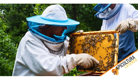 Apicoltura Laterza : Excellence dans la Production d'Abeilles et de Miel Biologique