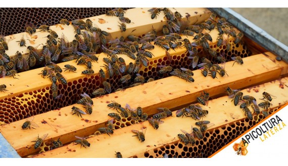 Prenez le Contrôle de l'Avenir de Vos Abeilles avec Apicoltura Laterza!