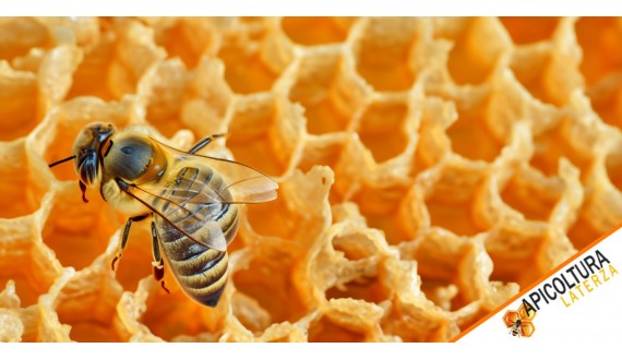 Apiculture Laterza : revitalisez votre entreprise avec nos noyaux d’abeilles de haute qualité