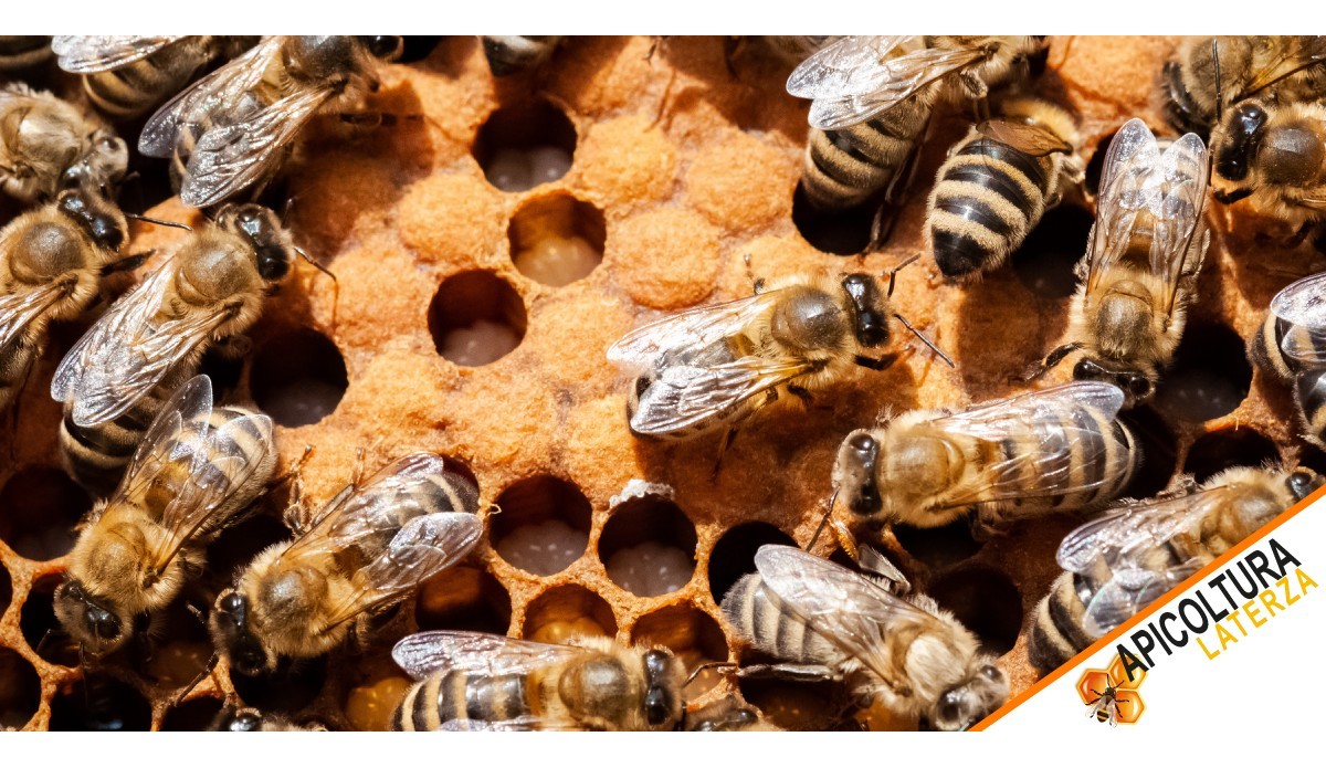 Queen Bee Cycle: How She Is Born, Lives, and Leads the Hive