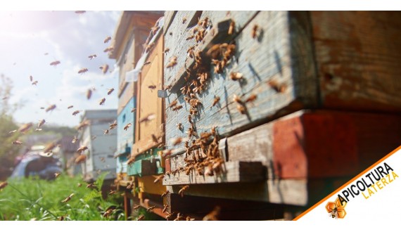 Famiglie di api – Guida completa di Apicoltura Laterza