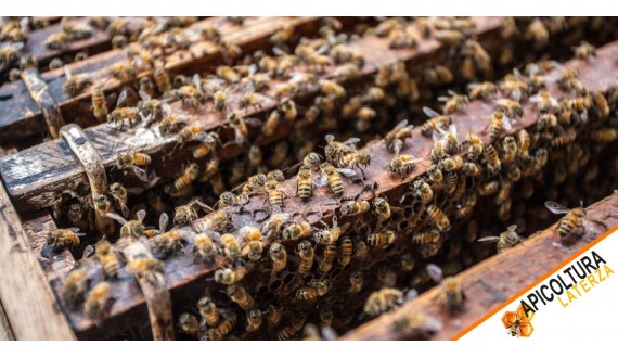 Nuclei api vendita – La guida completa di Apicoltura Laterza
