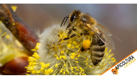 Api mellifera: l’ape del miele