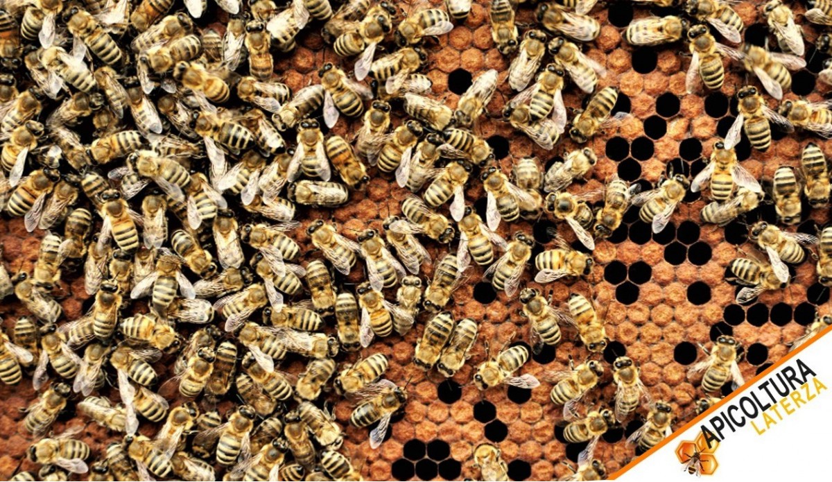 Nouveaux Essaims d'Abeilles sur 5 Cadres et Reines Ligustica et Buckfast Disponibles
