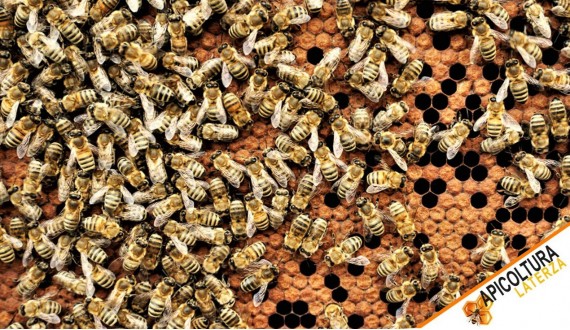 Disponibili i Nuovi Nuclei d'Api su 5 Telaini e Api Regine Ligustiche e Buckfast