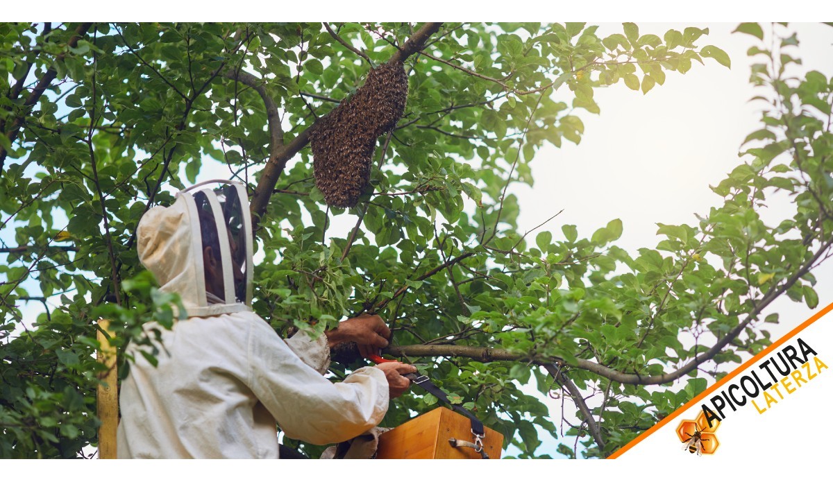 Why Bees Swarm: Timing, Causes, and Meaning