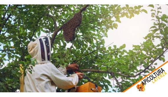Why Bees Swarm: Timing, Causes, and Meaning