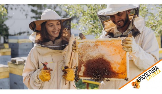 Abeilles et élevage : comment débuter en apiculture