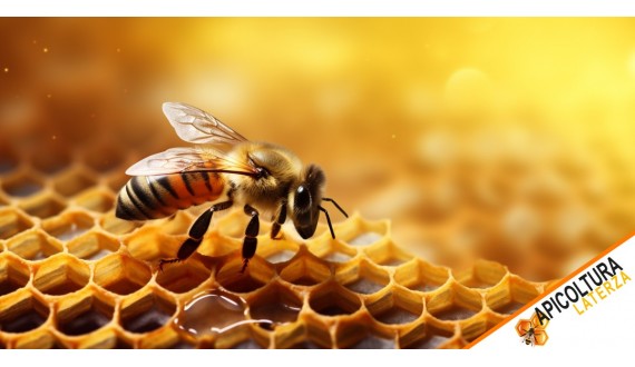 Quanto miele produce un' ape