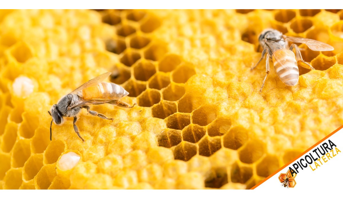 Cycle de vie des abeilles : guide complet du cycle vital