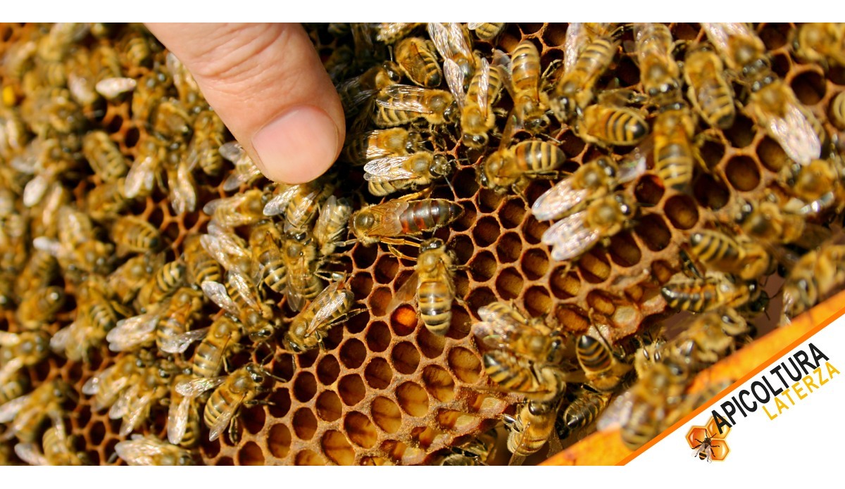 Api Regine Ligustica vs Buckfast: Guida alla Scelta Migliore per il Tuo Apiario nel 2026