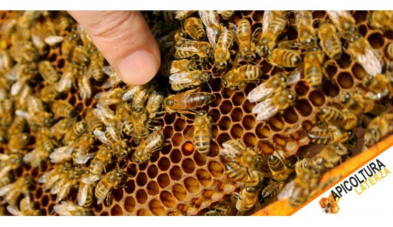 Ligustica- vs. Buckfast-Königinnen: Leitfaden zur Wahl der Besten Option für Ihre Imkerei im Jahr 2026