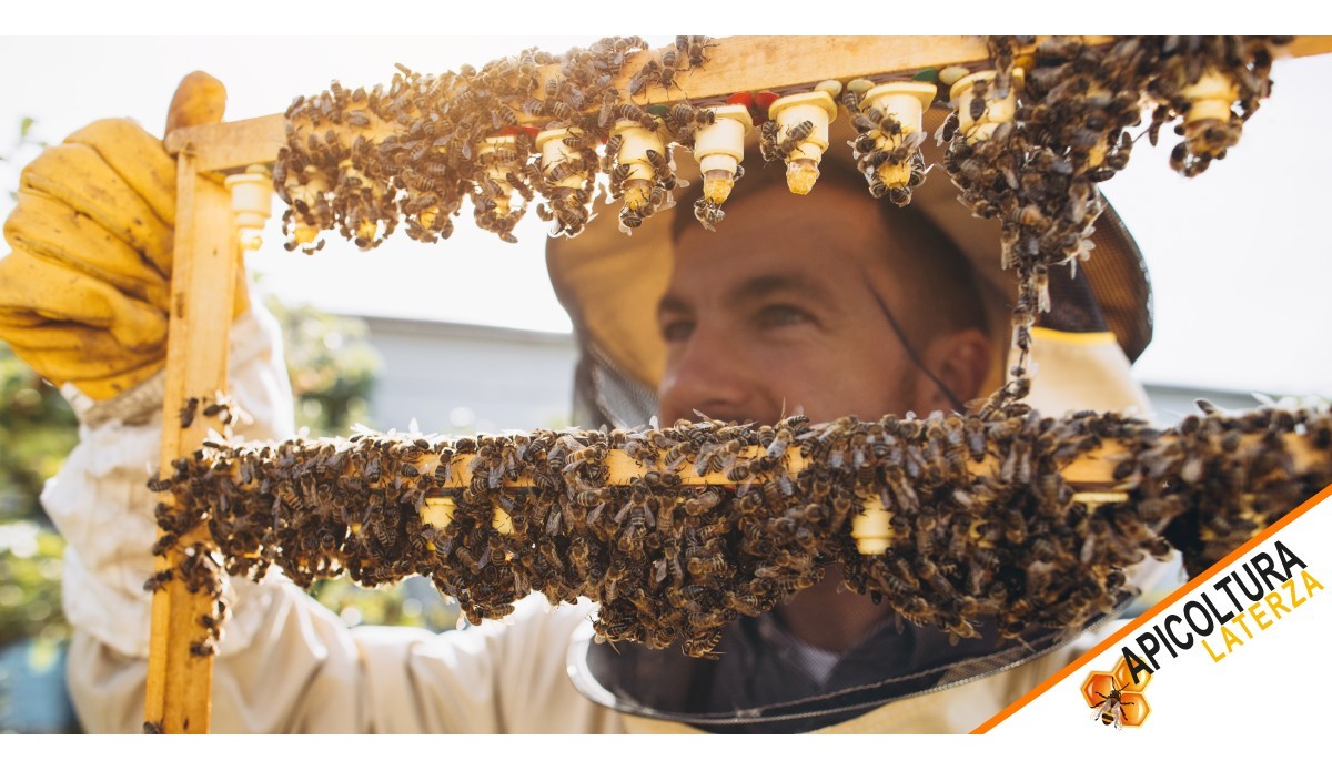 How to Successfully Introduce a New Queen Bee