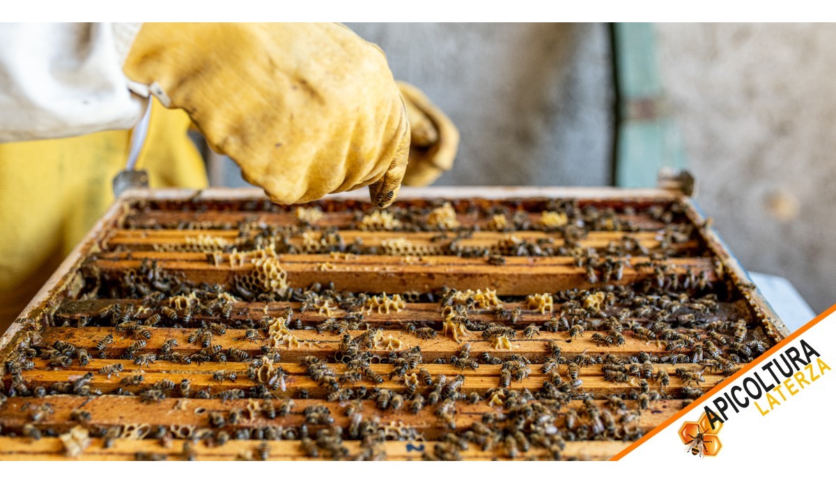 Professional Beekeeping: How to Start and Manage a Successful Business in 2026