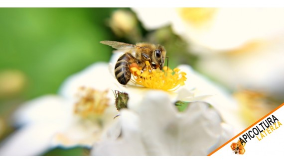 Il Futuro dell'Apicoltura: Selezione Genetica 2.0 e Adattamento ai Cambiamenti Climatici nel 2026