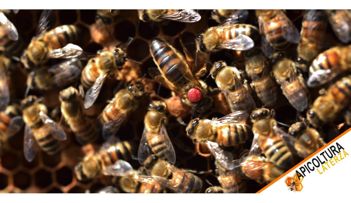 Buckfast-Königinnen zum Verkauf: Ein umfassender Leitfaden zu Bienenköniginnen