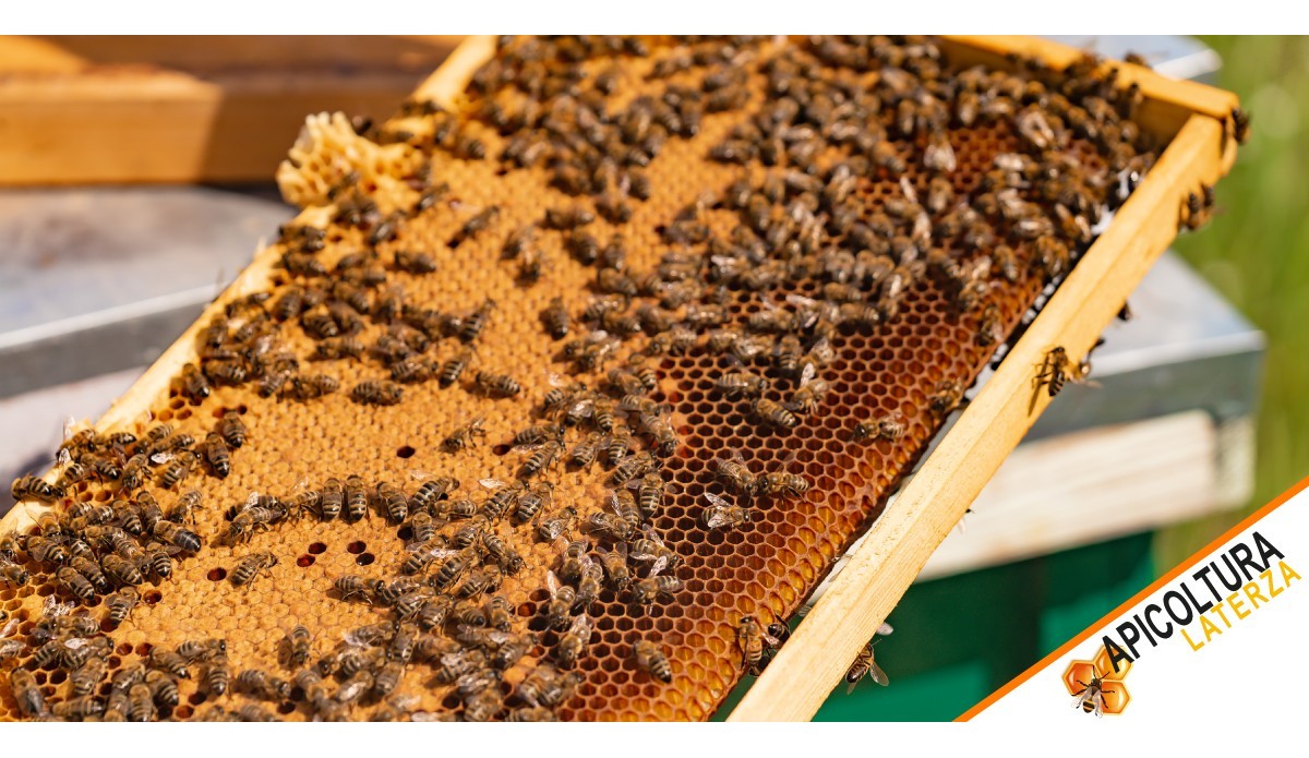 Nuclei d'Api su 5 Telaini: La Scelta Strategica per Espandere il Tuo Apiario con Successo nel 2026