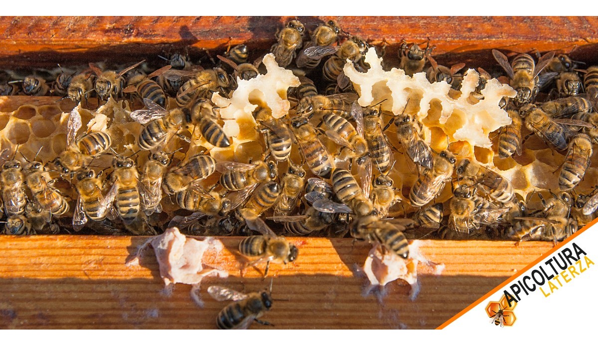 Bee sales: how to choose healthy and productive colonies for your apiary