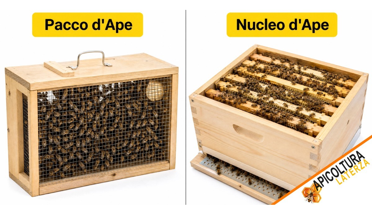 Paquets d'Abeilles ou Nuclei ? Le Guide Ultime pour l'Apiculteur