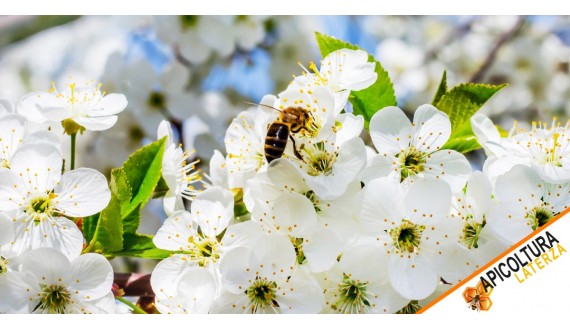 Gestione dell'Apiario in Primavera: Consigli per la Salute delle Tue Api