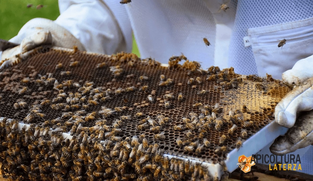 Buckfast, Ligustian or Carniolan Queen Bee: Which to Choose