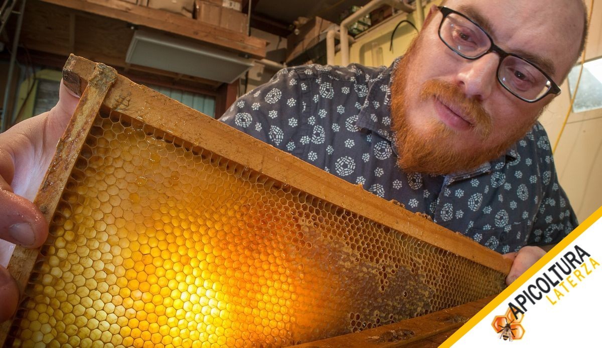 Healthy Bee Nucleus: How to Spot One Before You Buy