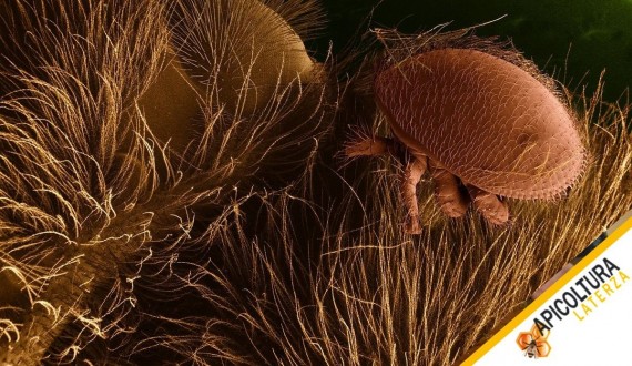 Traitement Anti-Varroa de Fin d'Été : Calendrier et Méthodes Comparées