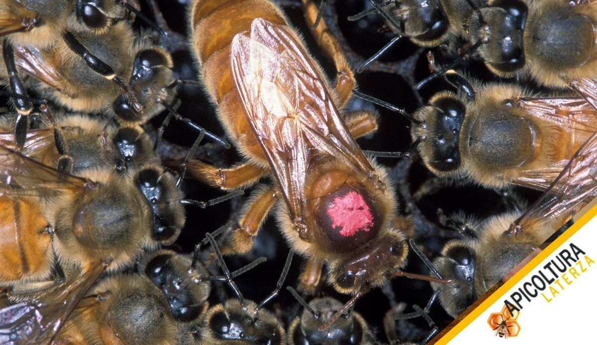 How a Bee Colony Is Organised: Queen, Workers and Drones