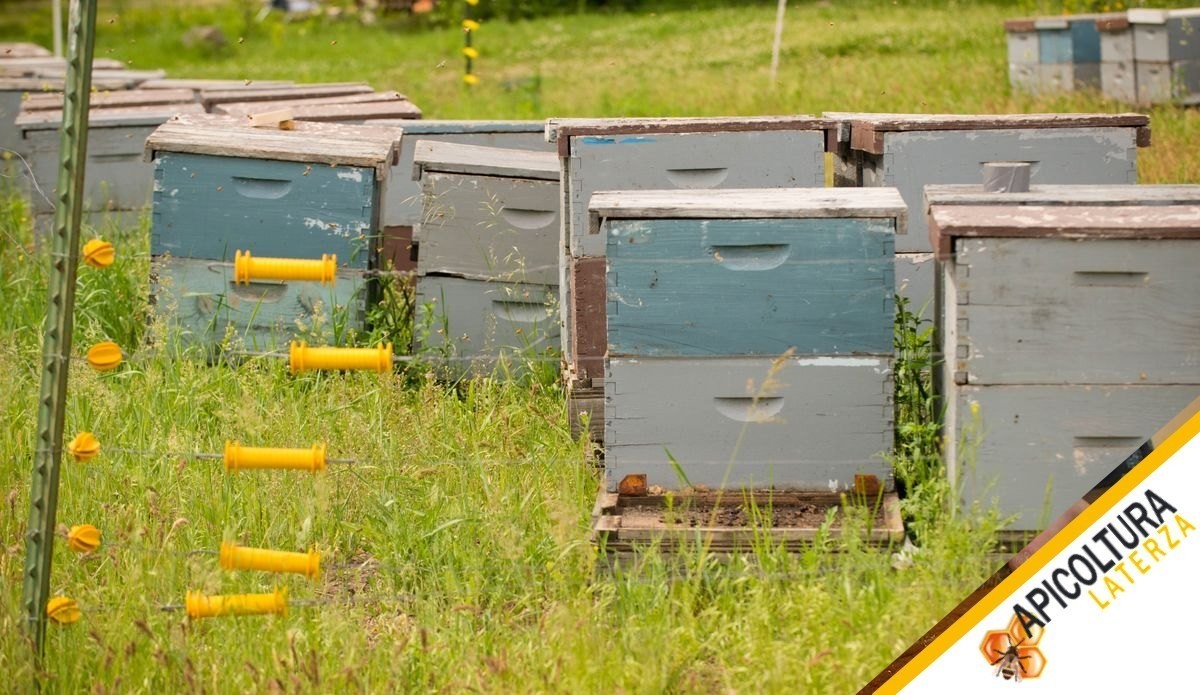 Invernamento delle Api: Come Preparare l'Alveare alla Stagione Fredda