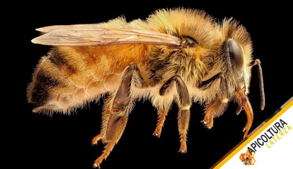 Ape Buckfast: Carattere, Produttivita e per Chi e Indicata