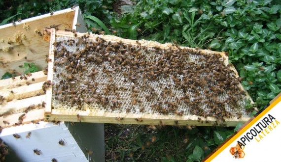 Ligustica o Carnica: Come Scegliere la Regina per il Tuo Clima
