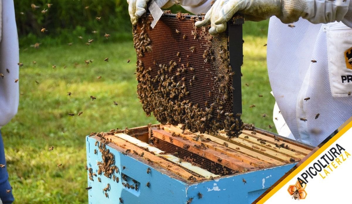 Paquet d'Abeilles ou Noyau : Comment Demarrer un Rucher de Zero