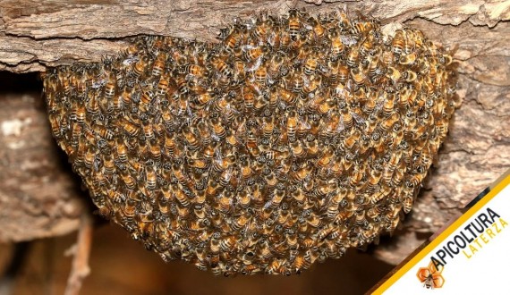 Sciamatura: Riconoscere i Segnali e Gestirla in Primavera